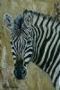 "Zebra Portrait"