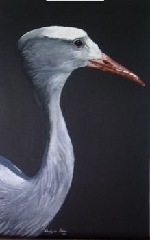 "Blue Crane Portrait"