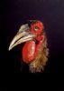 "Ground Hornbill"