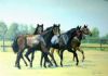 "Four Yearlings"