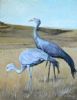 "Blue Cranes #1"