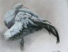 "Blue Crane Preening"