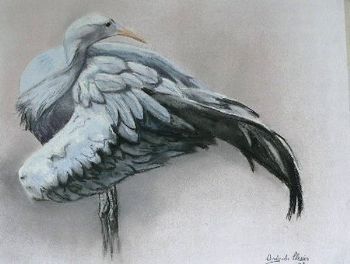 "Blue Crane Preening"