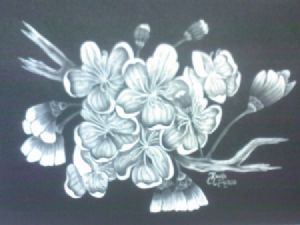 "Cherry Blossoms"