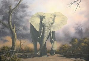"Elephant, Savuti"