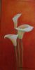 "Arum lilies"