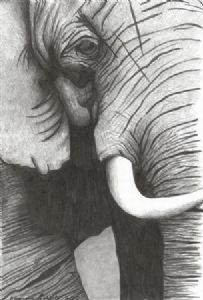 "Elephant1"