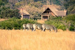 "Zebra Family"