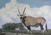 "Kalahari King"