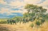 "Pilangsberg Elephants"
