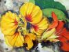 "Nasturtiums 2"