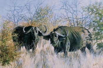 "Spectators Buffalo"