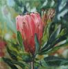 "Protea Nerifolia"