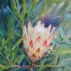 "Sugarbush Protea"