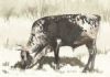 "Nguni 7"