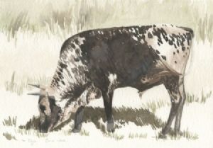 "Nguni 7"