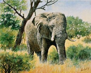 "Savuti Bull - Elephant"