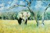 "Savuti Marshland Bull"