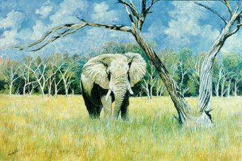 "Savuti Marshland Bull"