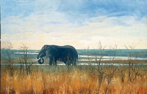 "Letaba River - Elephant"