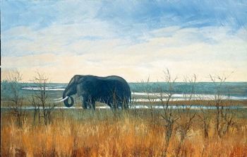 "Letaba River - Elephant"
