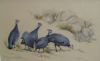 "Guineafowls"