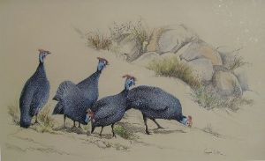 "Guineafowls"