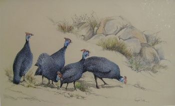 "Guineafowls"