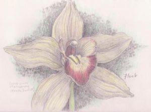 "Orchid sketch"