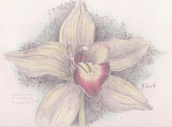 "Orchid sketch"