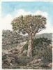 "Quiver Tree "