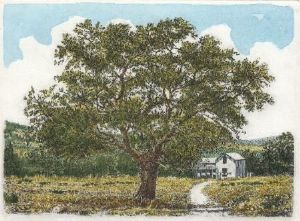 "Cork Tree-Kurkboom"