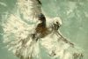 "Holy Spirit"