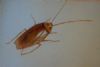 "Cockroach"