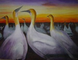 "Gannets"