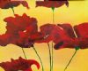 "red poppies"