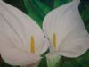 "Lilies for Maria"
