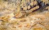 "Fiery-necked Nightjar"