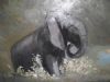 "elephant splash"
