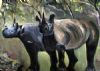 "Two rhinos"