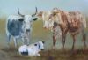 "Nguni cattle"