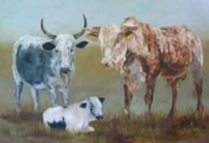 "Nguni cattle"