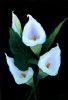 "Arum lilies"