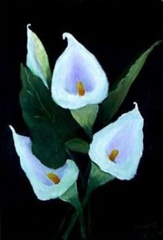 "Arum lilies"