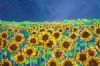 "Sunflower Field 2"