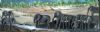 "elephants at drinking hole"