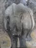 "rhino"