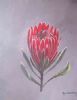 "Protea Nerifolia"
