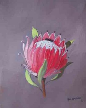 "Protea Barbigera"