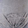 "Silver Protea 1"